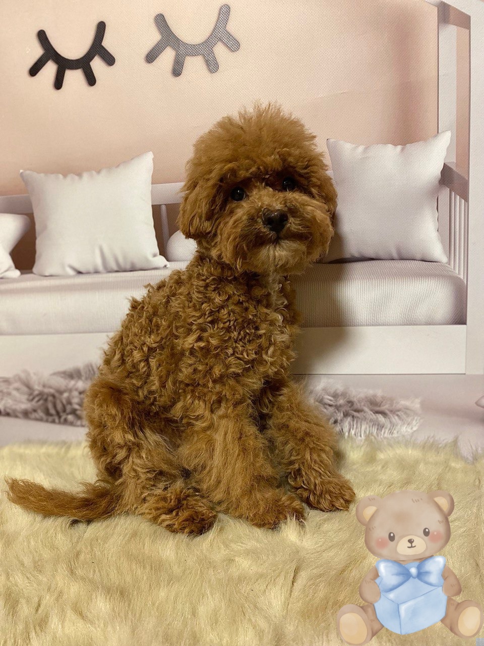 Хлопчик мальтіпу Ф2