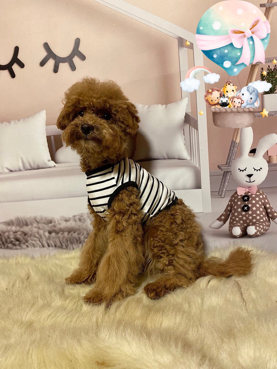 Хлопчик мальтіпу Ф2