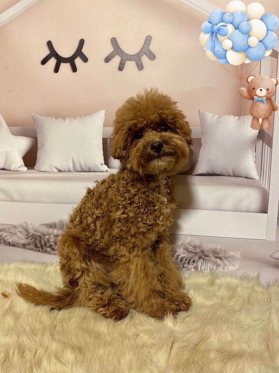 Хлопчик мальтіпу Ф2