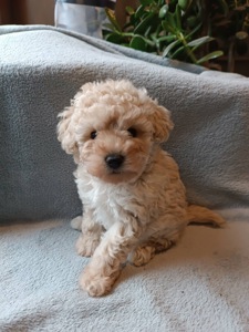 Чарівна дівчинка той пудель