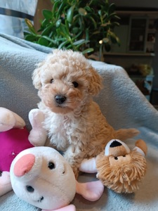 Казкова дівчинка той пудель