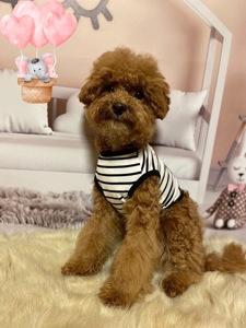 Хлопчик мальтіпу Ф2