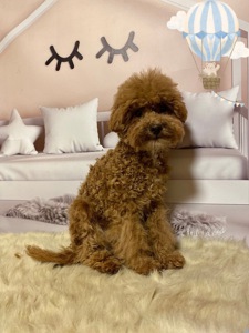 Хлопчик мальтіпу Ф2