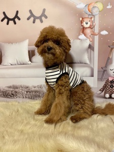 Хлопчик мальтіпу Ф2