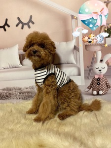 Хлопчик мальтіпу Ф2