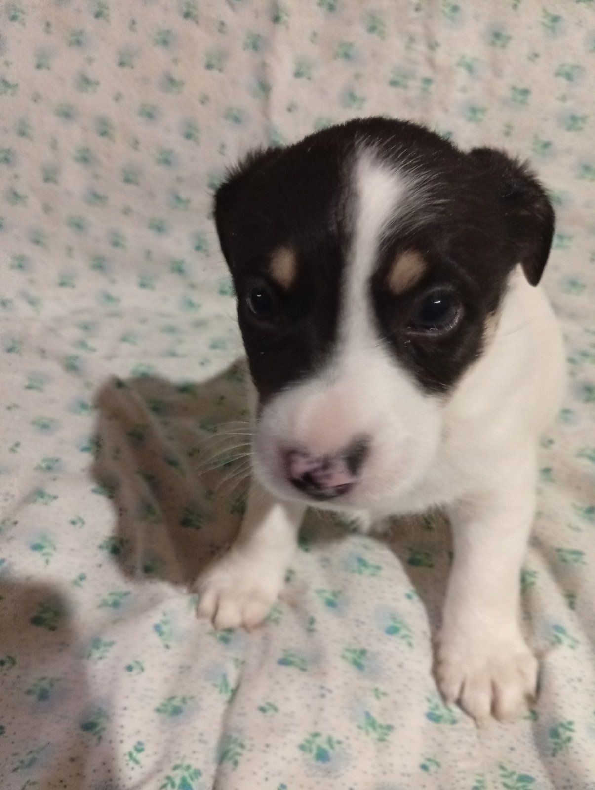 Цуценята Джек-Рассел тер’єра