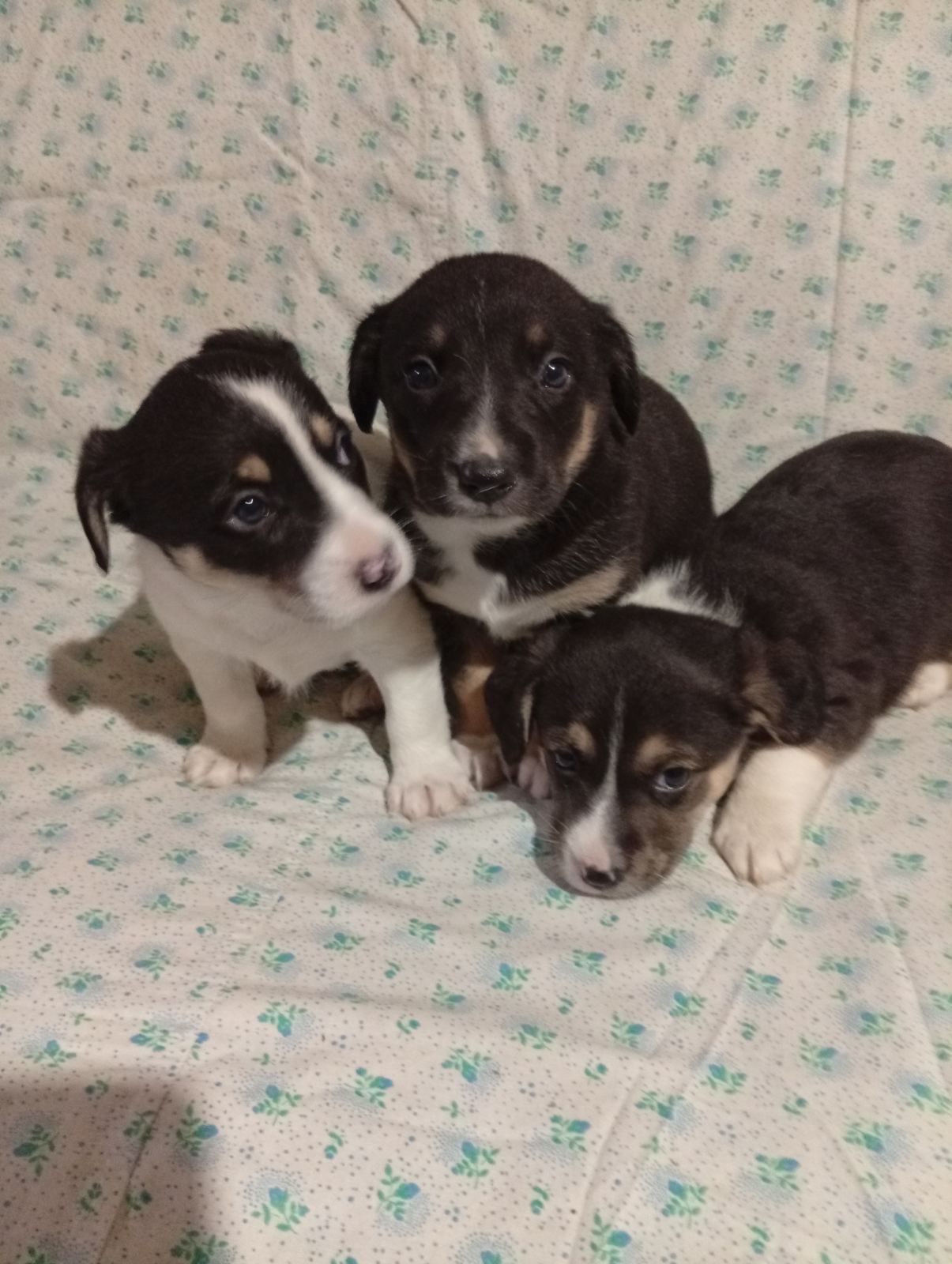 Цуценята Джек-Рассел тер’єра