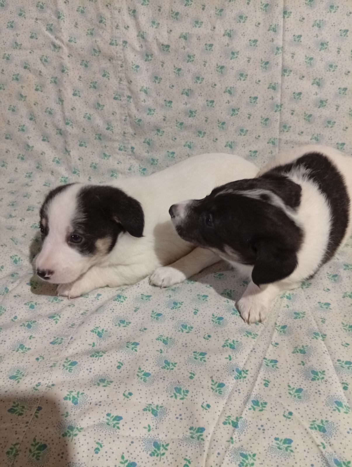 Цуценята Джек-Рассел тер’єра