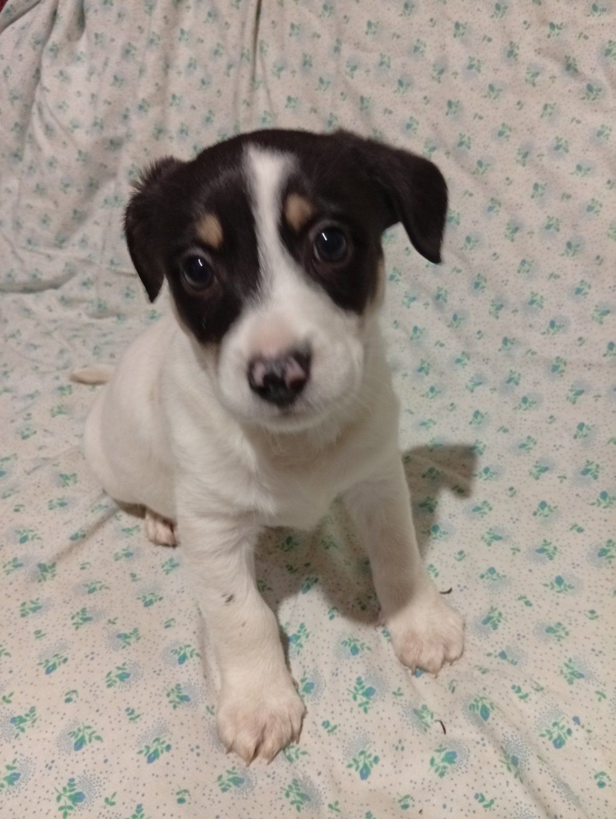 Цуценята Джек-Рассел тер’єра