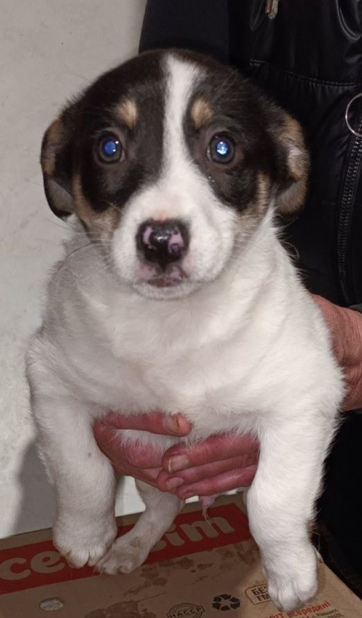 Цуценята Джек-Рассел тер’єра