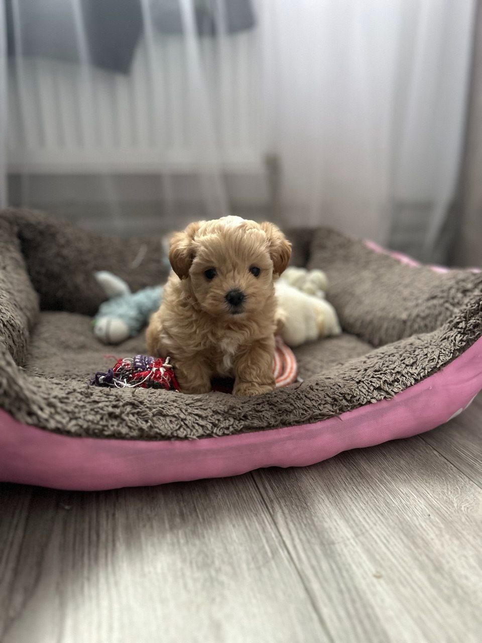 Казковий хлопчик мальтипу