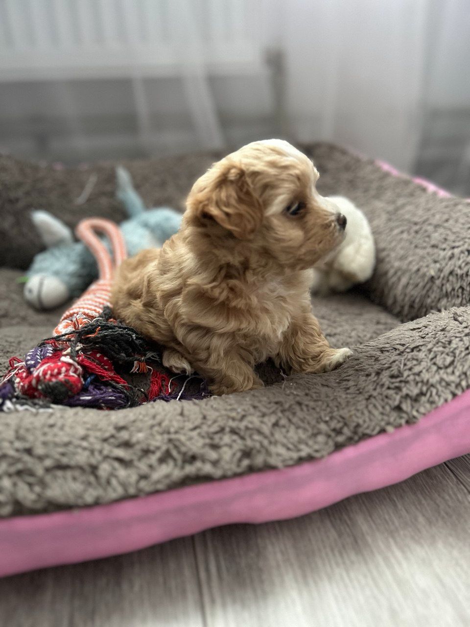 Хлопчик мальтипу ф1