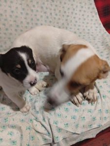Цуценята Джек-Рассел тер’єра