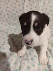 Цуценята Джек-Рассел тер’єра