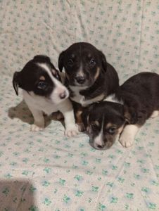 Цуценята Джек-Рассел тер’єра