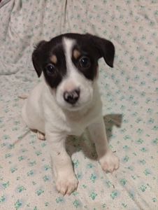 Цуценята Джек-Рассел тер’єра