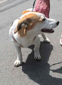 Цуценята Джек-Рассел тер’єра