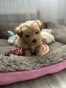 Казковий хлопчик мальтипу