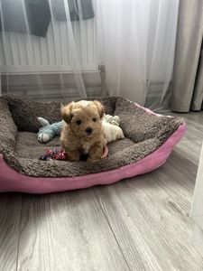 Казковий хлопчик мальтипу