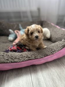 Хлопчик мальтипу ф1