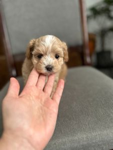 Хлопчик мальтипу ф1