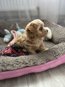 Хлопчик мальтипу ф1