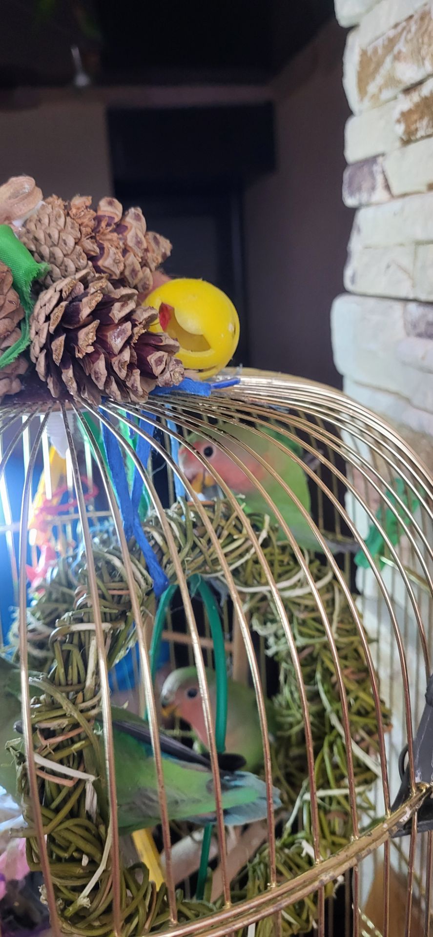 Неразлучники