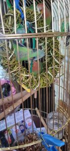 Неразлучники