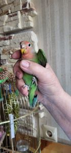 Неразлучники