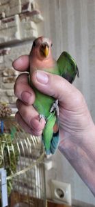 Неразлучники