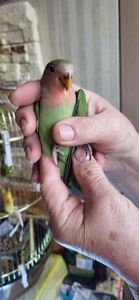 Неразлучники