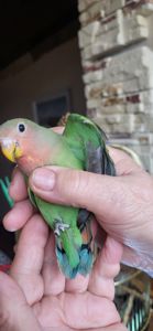 Неразлучники