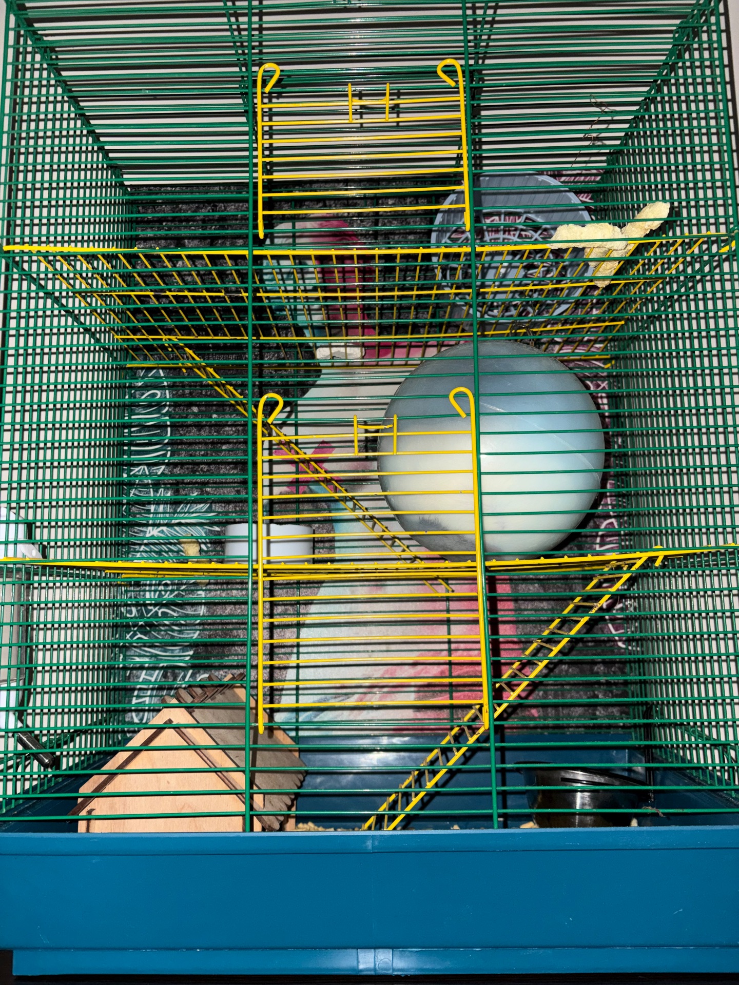 Домашній щур