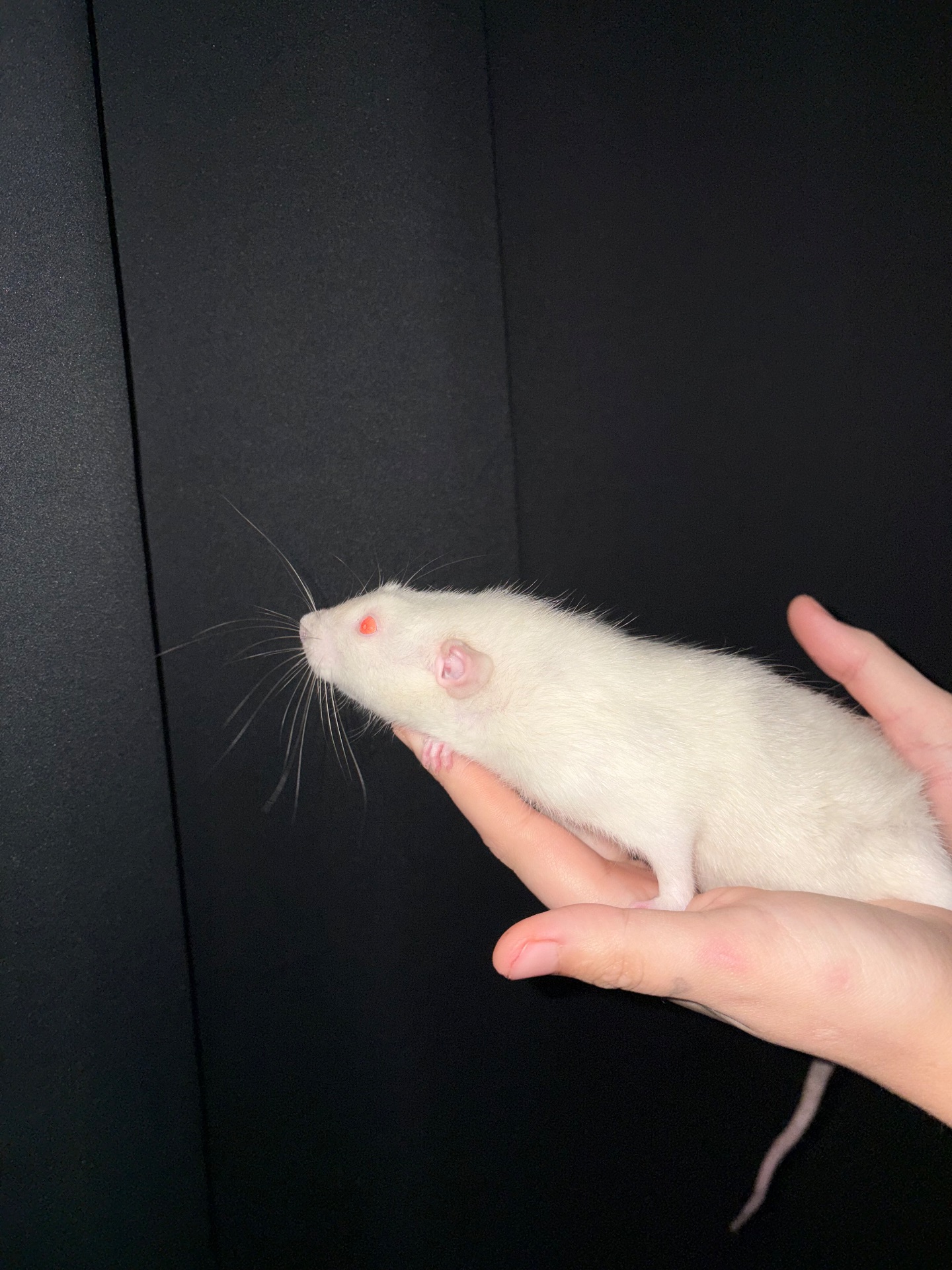 Домашній щур