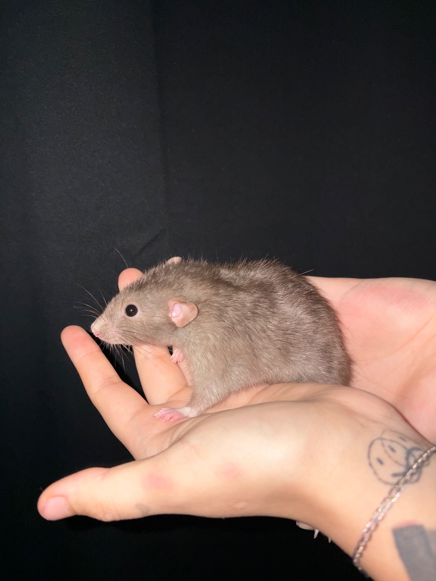 Домашній щур