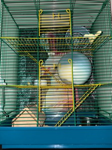 Домашній щур