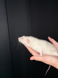 Домашній щур