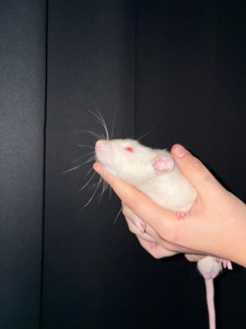 Домашній щур