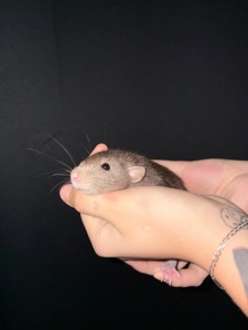 Домашній щур