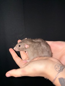 Домашній щур