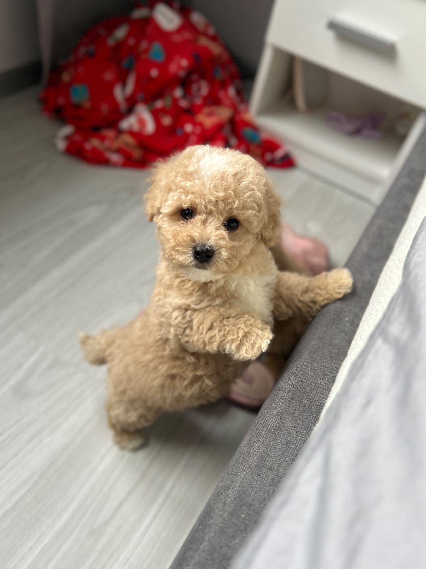 Супер кукольный мальчик мальтипу ф1 мини беби фейс