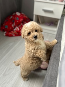 Супер кукольный мальчик мальтипу ф1 мини беби фейс