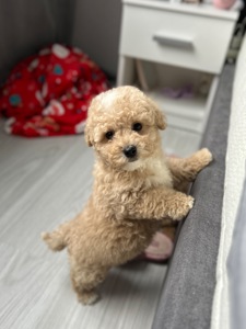 Супер кукольный мальчик мальтипу ф1 мини беби фейс