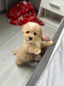 Супер кукольный мальчик мальтипу ф1 мини беби фейс