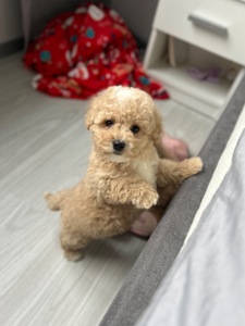 Супер кукольный мальчик мальтипу ф1 мини беби фейс