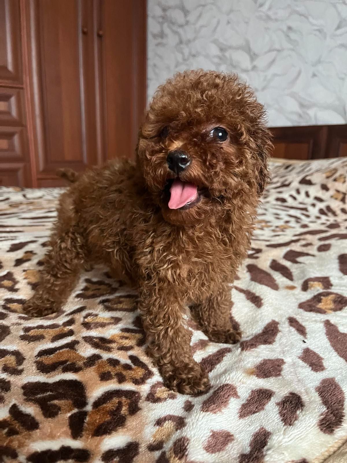 Щенки той пудель