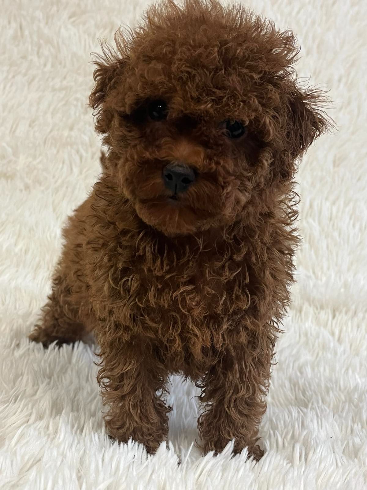 Щенки той пудель