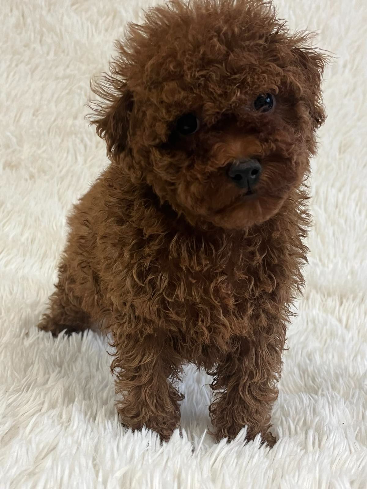 Щенки той пудель