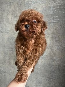 Щенки той пудель