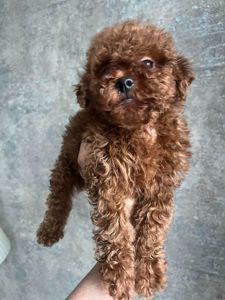 Щенки той пудель